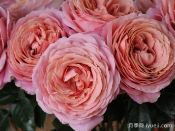 浪漫古董月季/浪漫安提克Romantic Antike Freelander