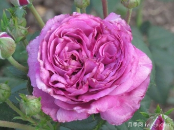 蓝天神行者月季Blue Sky Freelander