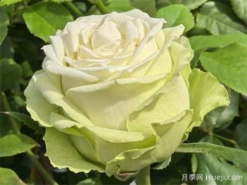 浪漫格林月季/绿色浪漫/绿色格林Green Romantic