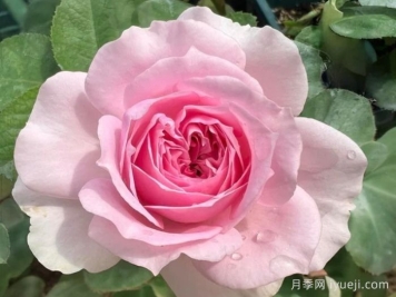 楼兰月季KIMlitschi