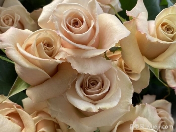 流沙月季Quick Sand