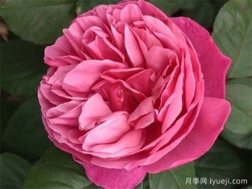 莉娜雷诺月季/英库鲁/英格鲁/极致美味Line Renaud