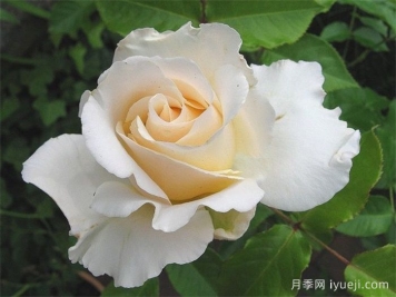 丽娜月季/丽娜文艺复兴月季Lina Renaissance