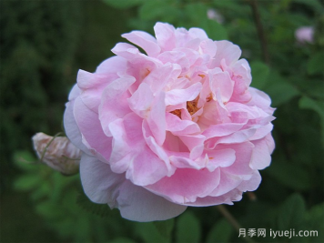 马丁弗罗比歇月季Martin Frobisher