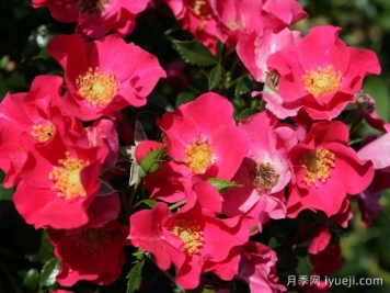 罗马城月季City of Rome