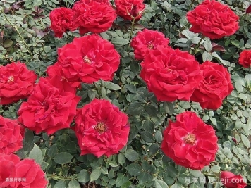 月季育种家：美国William A. Warriner