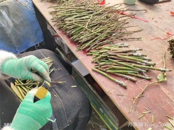 南阳方城：博望镇三千巾帼战严寒 嫁接扦插绣明天