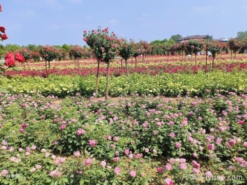 为什么要在公园和小区种植花草？