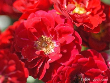 红仙女月季Red Fairy