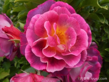 麦斯女妖月季/默斯女魔/恶魔般的海洋Diablesse de Mers