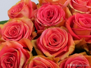 麦迪娜广场月季Grandiose