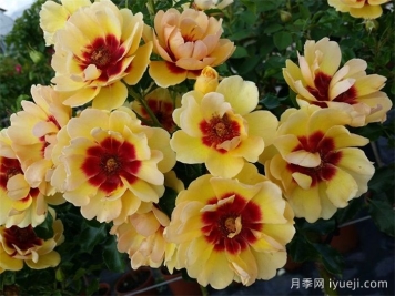 玛雅巴比伦眼睛月季Maja Babylon Eyes