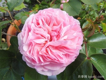 玛丽亚泰丽莎月季/玛丽娅特蕾莎Mariatheresia