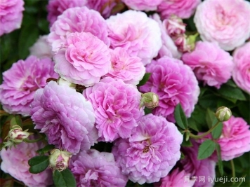 玛姬婶婶月季/拇指姑娘月季Aunt Margy's