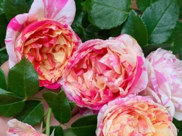 马奈月季/爱杜尔马奈Edouard Manet