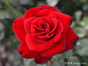 马琳月季/玛琳Marlene