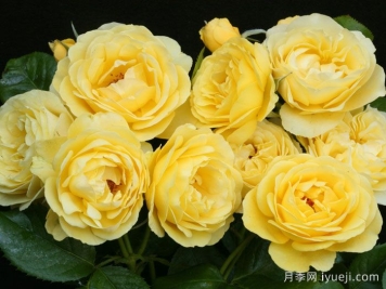 漫步阳光月季/阳光漫步Walking on Sunshine