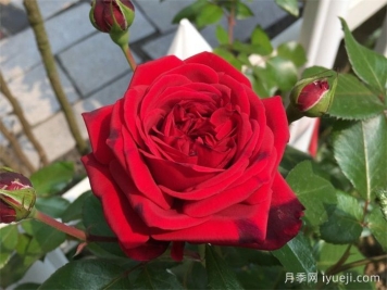 玫瑰国度的天使月季/蒙马特共和国月季Republique de Montmartre