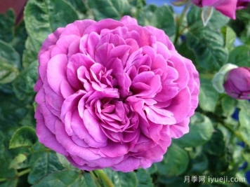 完美的李子月季/梅子色完美月季Plum Perfect