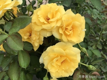 美好阳光月季/阳光灿烂的日子Good Day Sunshine