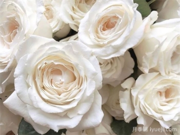 美雪公主月季/蜜柚公主Princess Miyuki