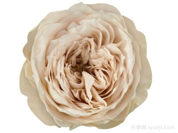 米色阴影月季Shades of Beige