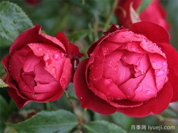 米兰诺月季/米兰Milano