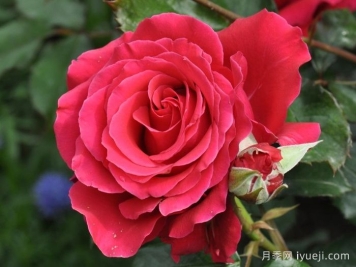 米迦勒大天使月季/天使长月季Michael