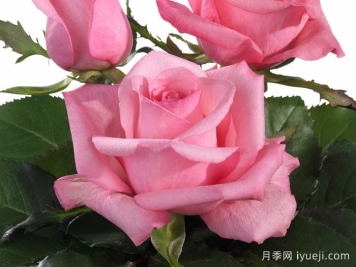 迷人的朱比莉月季/欢乐庆典月季Lovely Jubilee