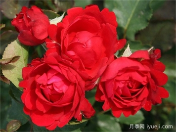 梦中女孩月季/心曲/情歌Heart Song