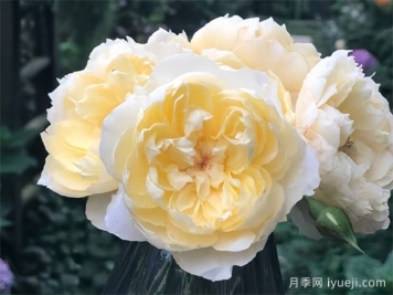 朦胧月色月季Moon Overfliwing