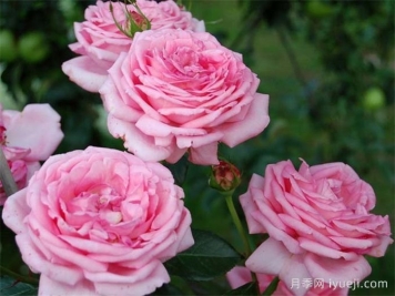 莫利纳尔玫瑰月季/莫利纳之花La Rose de Molinard