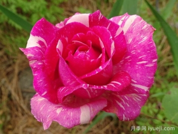 摩登时代月季/糖果条纹月季Modern Times