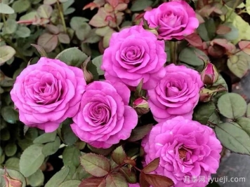 冥王星阳台月季Pluto King Terrazza