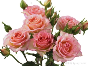 米娅之花月季Mia Blossoms