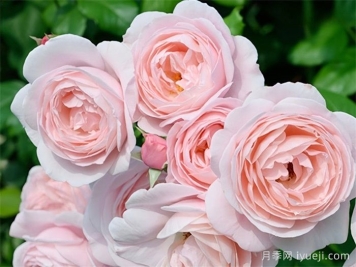 娜荷玛月季/娜希玛/娜荷马Nahema