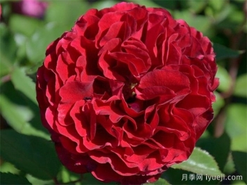 娜迪亚月季/纳迪亚Naodia Renaissance