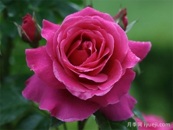 娜奥米月季/糯米/内奥米Naomi Renaissance