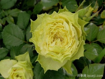 柠檬水月季Lemonade