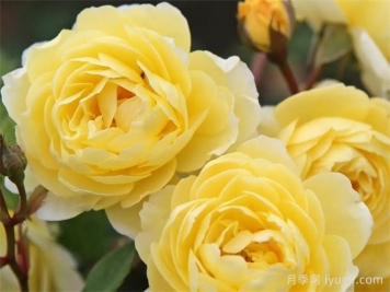 柠檬剪影月季Lemon Siluetta