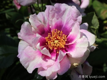 你的眼睛月季/万众瞩目/蓝眼睛Eyes for You