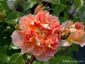 南瓜灯笼月季Lanterne Citrouille