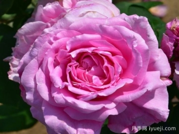 女王陛下月季/女皇陛下Her Majesty(大花)