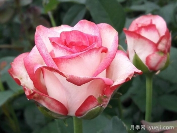 帕洛玛月季/帕罗马Paloma