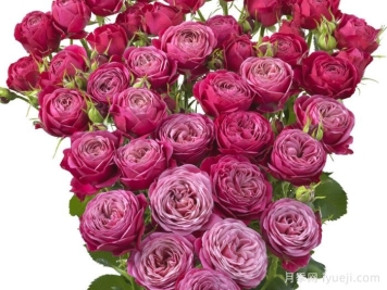 派对潮流月季Party Trendsetter