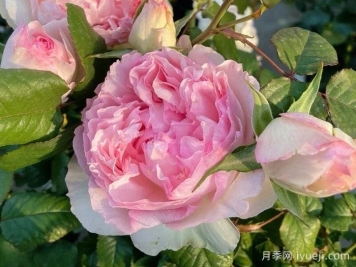 佩尔朱克月季/桃子月季M-Perzik