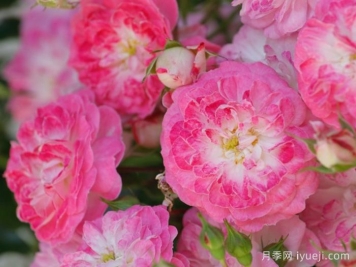 匹诺曹月季Pinocchio