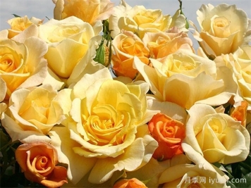 晴空月季Sunny Sky