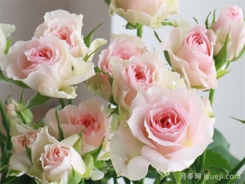 情迷罗拉月季/情迷萝拉Fancy Rora