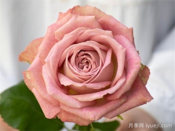 倾我所能月季/孤注一掷Give It All